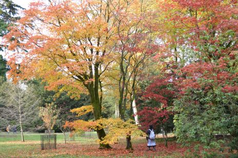 Westonbirt Arboretum Autumn colours October 30 2012 050
