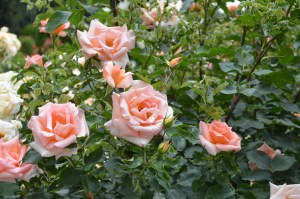 ನಲಿವ ಗುಲಾಬಿ ಹೂವು!