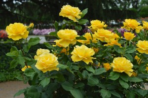 ಚೆಲುವಿನ ಹಳದಿ 