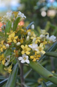 ಹೂವು ಚೆಲುವೆಲ್ಲಾ ನಂದೆಂದಿತು