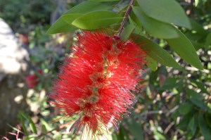  ನಳನಳಿಸುವ ಬಾಟಲ್ ಬ್ರಶ್ 